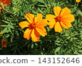 萬壽菊 143152646