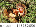 栗子 143152650