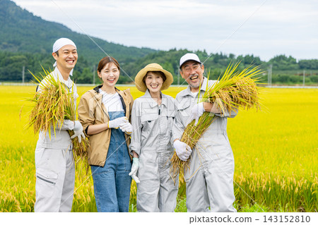 農夫們,不論男女,正在收割水稻 農夫們,不論男女,正在收割水稻 143152810