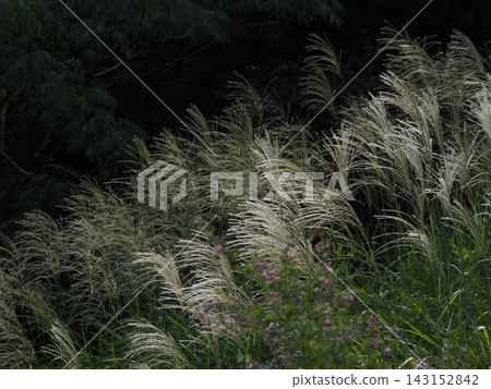 秋景:閃閃發光的蒲葦草 秋景:閃閃發光的蒲葦草 143152842