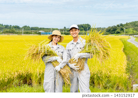 A middle-aged couple harvesting rice A middle-aged couple harvesting rice 143152917