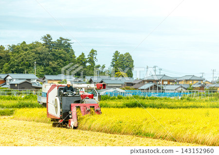 農民們正在用聯合收割機收割稻米。 農民們正在用聯合收割機收割稻米。 143152960
