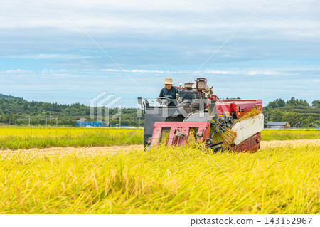 Farmers harvesting rice with a combine harvester. Farmers harvesting rice with a combine harvester. 143152967