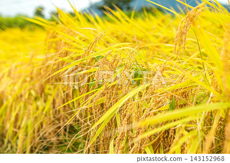 Rice earrings shining golden color Rice earrings shining golden color 143152968
