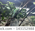Chameleons at Singapore Zoo 143152988