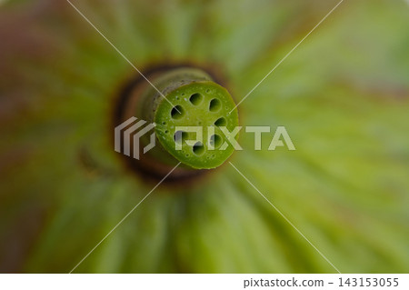 Cut end of lotus stem Cut end of lotus stem 143153055