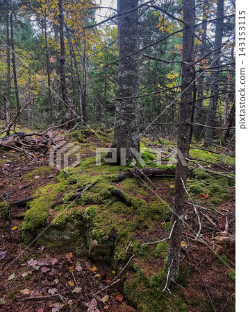 Dense coniferous forest path with vibrant green moss covered ground and tall trees in autumn Dense coniferous forest path with vibrant green moss covered ground and tall trees in autumn 143153115