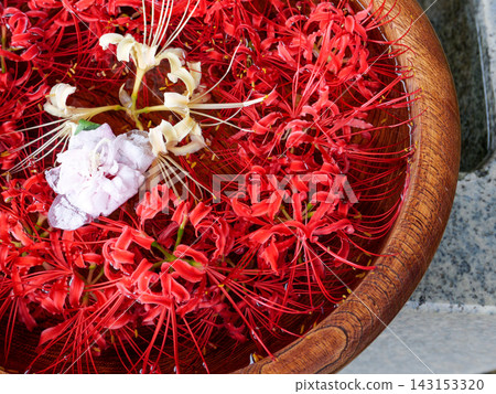 A charming water basin adorned with red and white spider lilies floating on the surface. A charming water basin adorned with red and white spider lilies floating on the surface. 143153320
