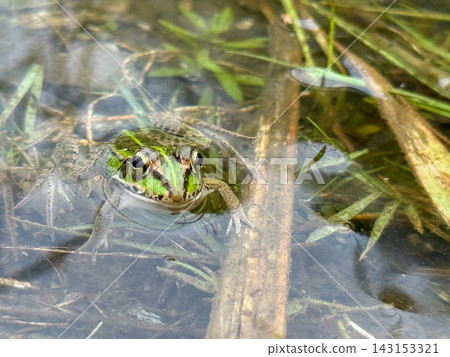 A bright green frog pops its head out of the water. 143153321