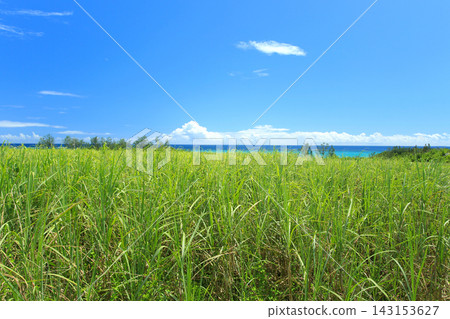 A landscape with sugarcane fields in Uruma City, Okinawa Prefecture. A landscape with sugarcane fields in Uruma City, Okinawa Prefecture. 143153627
