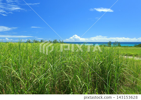 A landscape with sugarcane fields in Uruma City, Okinawa Prefecture. A landscape with sugarcane fields in Uruma City, Okinawa Prefecture. 143153628