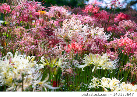A close-up of the colorful cluster of red spider lilies (Lycoris radiata) blooming all over the embankment of Sakura Embankment Park in Yoshimi Town, Hiki District, Saitama Prefecture. A close-up of the colorful cluster of red spider lilies (Lycoris radiata) blooming all over the embankment of Sakura Embankment Park in Yoshimi Town, Hiki District, Saitama Prefecture. 143153647