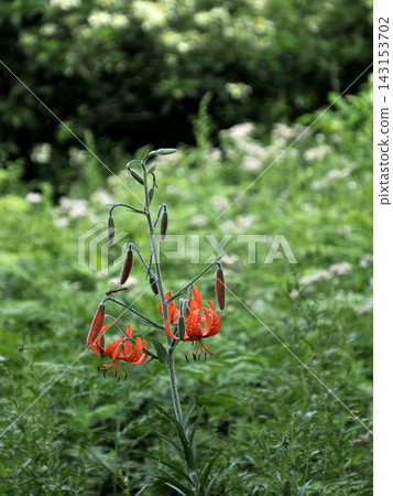 Lilium maculatum (small tiger lily) *Location: Yashimagahara Marshland, Nagano Prefecture Lilium maculatum (small tiger lily) *Location: Yashimagahara Marshland, Nagano Prefecture 143153702