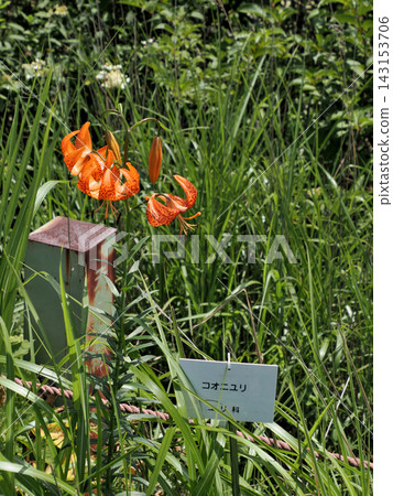 斑葉百合(Lilium maculatum,又稱小虎百合)*產地:長野縣屋島原濕地 斑葉百合(Lilium maculatum,又稱小虎百合)*產地:長野縣屋島原濕地 143153706