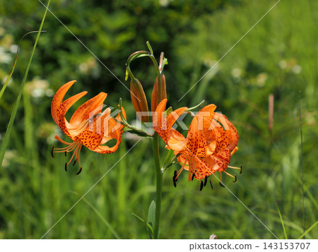 斑葉百合(Lilium maculatum,又稱小虎百合)*產地:長野縣屋島原濕地 斑葉百合(Lilium maculatum,又稱小虎百合)*產地:長野縣屋島原濕地 143153707