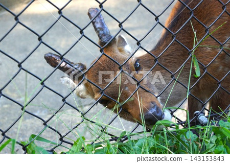 A Yakushima deer eating its favorite grass. A Yakushima deer eating its favorite grass. 143153843