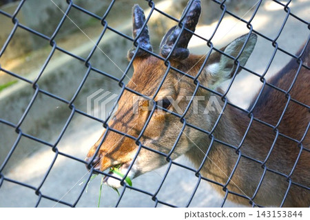 Yakushima deer that chew grass frequently Yakushima deer that chew grass frequently 143153844