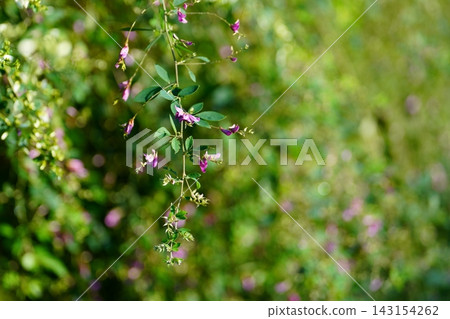 萩花 萩花 143154262