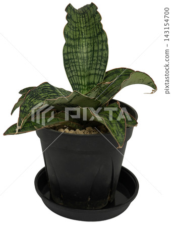 Potted variegated Sansevieria 'Kirkii' 'Cleopatra' (houseplant), white background, cutout. Potted variegated Sansevieria 'Kirkii' 'Cleopatra' (houseplant), white background, cutout. 143154700