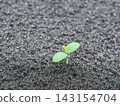沙灘上冒出一株小小的植物 143154704