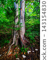Trees in Akasawa Natural Recreation Forest, Nagano Prefecture 143154830