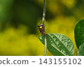 Esakimon stink bug 143155102