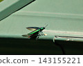 A jewel beetle about to take flight 143155221