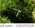 A jewel beetle about to take flight 143155226