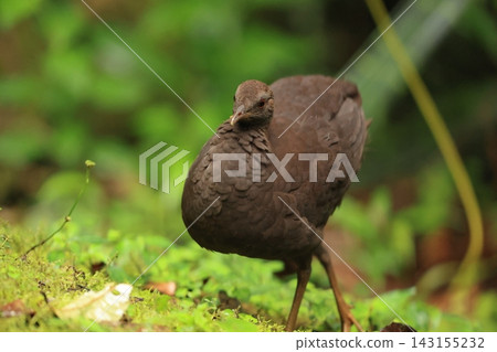 Plain Snipe Butterfly Plain Snipe Butterfly 143155232