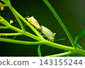 Mating Esaki's horned stink bugs 143155244