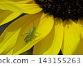 Grasshopper nymphs perched on sunflower 143155263