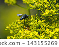 Ominaeshi and Rurimon bee 143155269