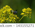 Ominaeshi and Rurimon bee 143155271