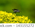 Patrinia scabiosifolia and the blue-banded bee 143155272