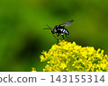 Patrinia scabiosifolia and the blue-banded bee 143155314