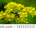 Patrinia scabiosifolia and the blue-banded bee 143155315