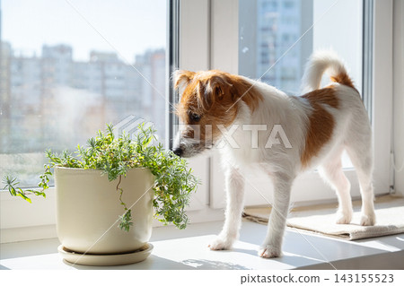 Small dog inspecting potted houseplant beside window. Small dog inspecting potted houseplant beside window. 143155523