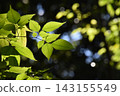 Yamadaike Park 143155549