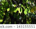 Yamadaike Park 143155551