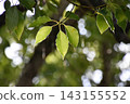 Yamadaike Park 143155552