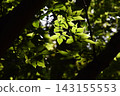 Yamadaike Park 143155553