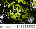 Yamadaike Park 143155555