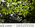 Yamadaike Park 143155556