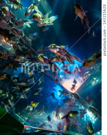 金魚在絢麗多彩、如夢似幻的水族箱中游弋。 金魚在絢麗多彩、如夢似幻的水族箱中游弋。 143155628