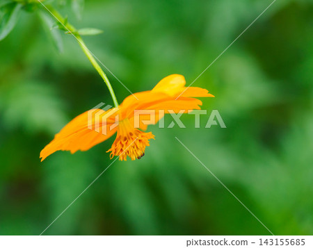 花園裡盛開的黃色波斯菊花瓣 花園裡盛開的黃色波斯菊花瓣 143155685