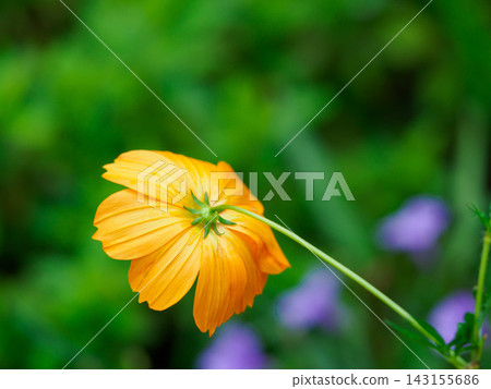 花園裡盛開的黃色波斯菊花瓣 花園裡盛開的黃色波斯菊花瓣 143155686