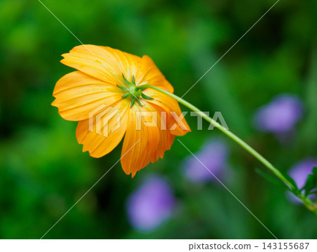 花園裡盛開的黃色波斯菊花瓣 花園裡盛開的黃色波斯菊花瓣 143155687