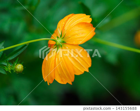 花園裡盛開的黃色波斯菊花瓣 花園裡盛開的黃色波斯菊花瓣 143155688