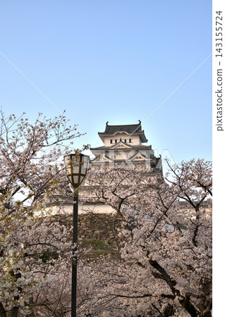 春日美景，櫻花盛開，還有世界遺產姬路城。 143155724