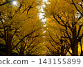 Ginkgo trees in Meiji Jingu Gaien, photographed in November 2025. 143155899